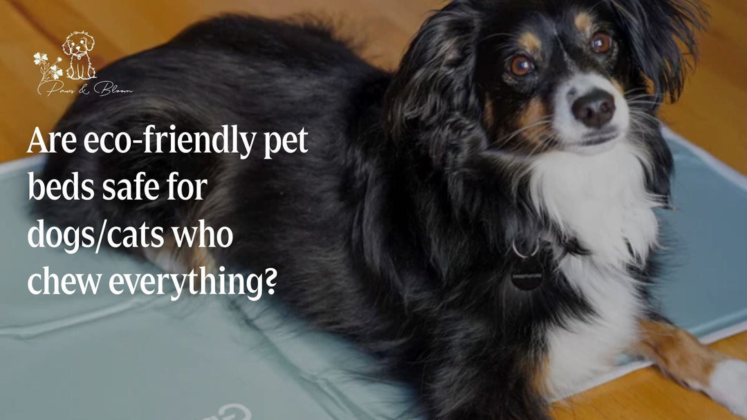 Are eco-friendly pet beds safe for dogs/cats who chew everything?