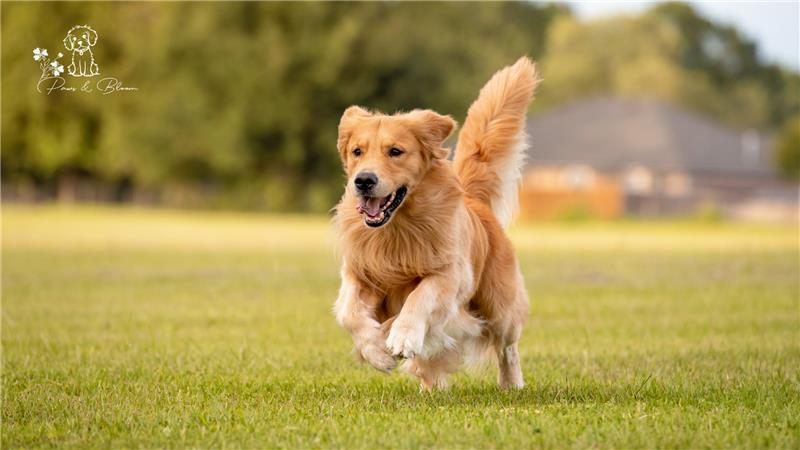 Healthy Treats + Happy Pets: Why Organic Snacks Should Be Your Go-To