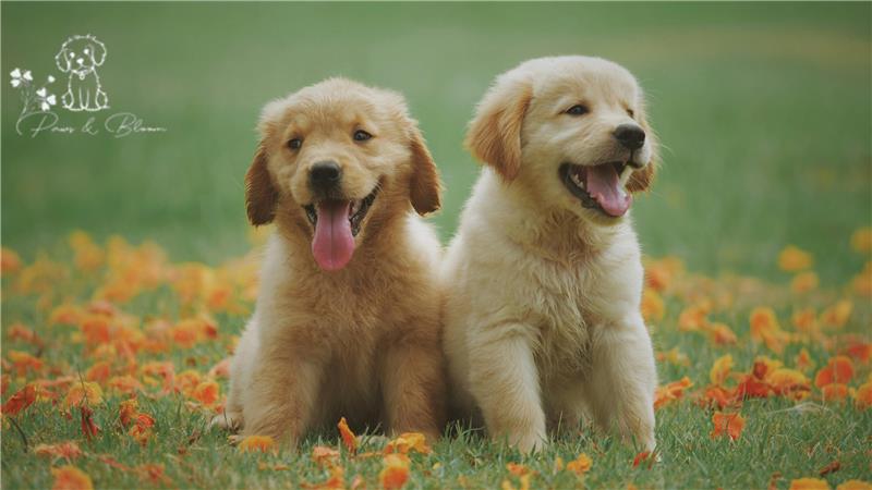 Seasonal Safety Tips: Keeping Pets Happy and Healthy Year-Round