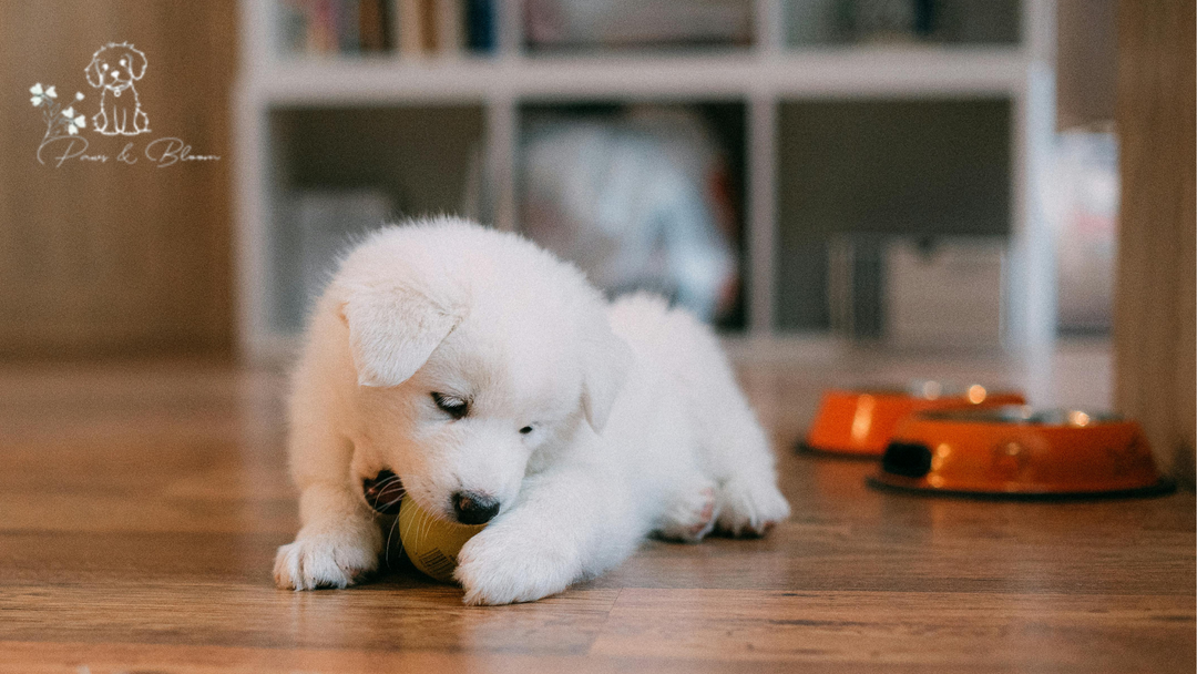How to Create a Safe and Enriching Home Environment for Your Pet