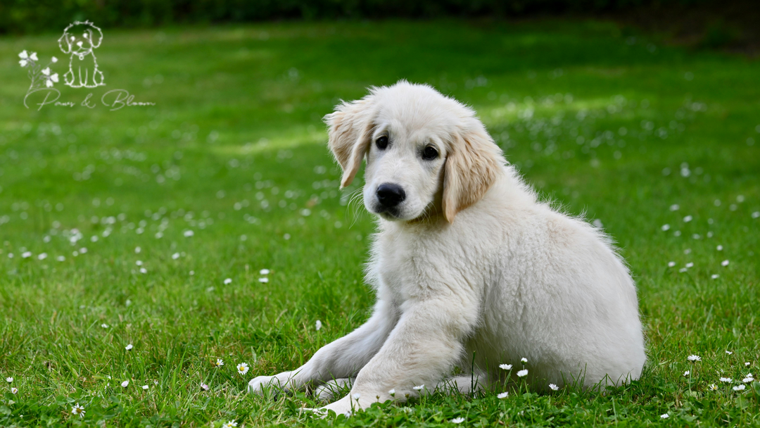 Understanding Dog Body Language: What Your Pup is Trying to Tell You