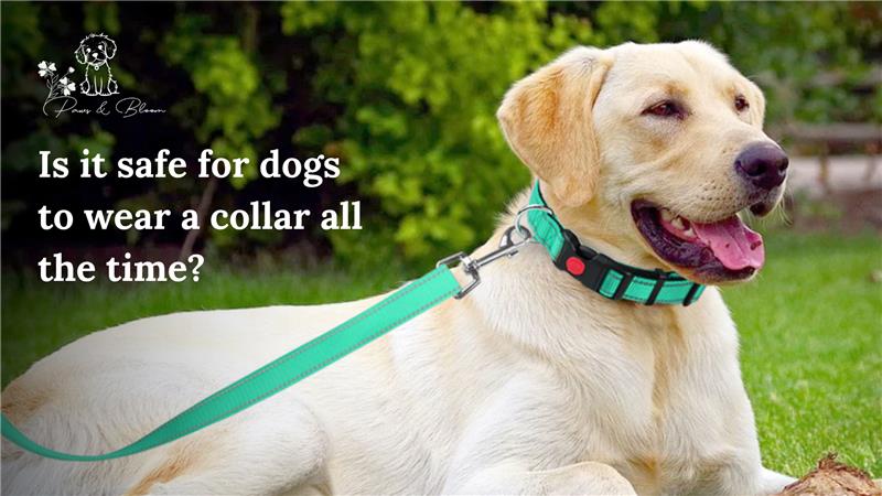 Is it safe for dogs to wear a collar all the time?
