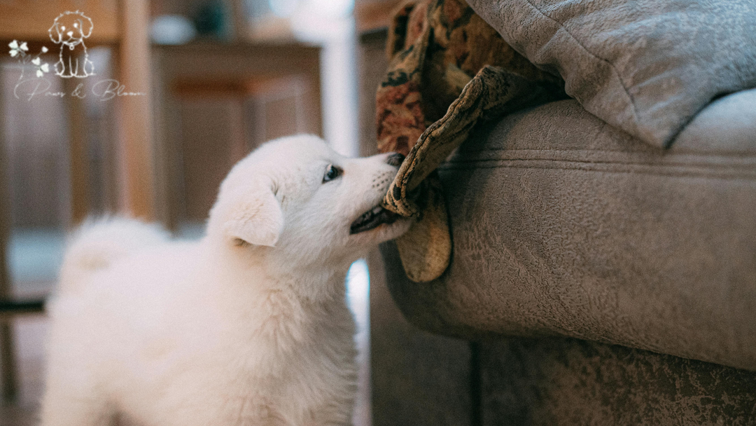 The Ultimate Guide to Puppy Teething: Toys, Training, and Tips