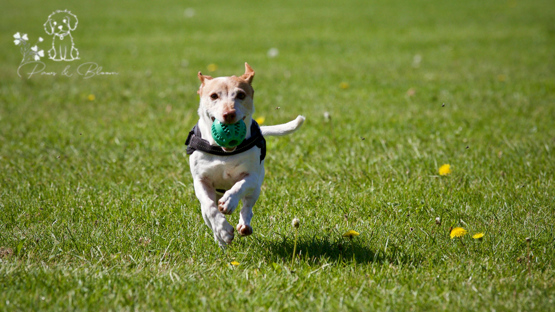 Safe and Fun Outdoor Activities to Do With Your Dog