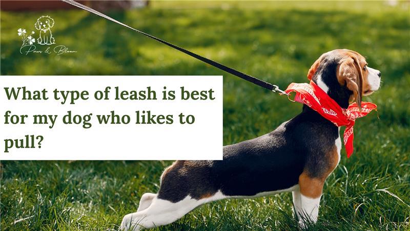 What type of leash is best for my dog who likes to pull?