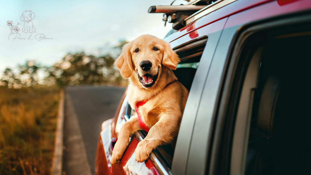 Safe Travels With Pets: A Complete Guide for Road Trips and Flights