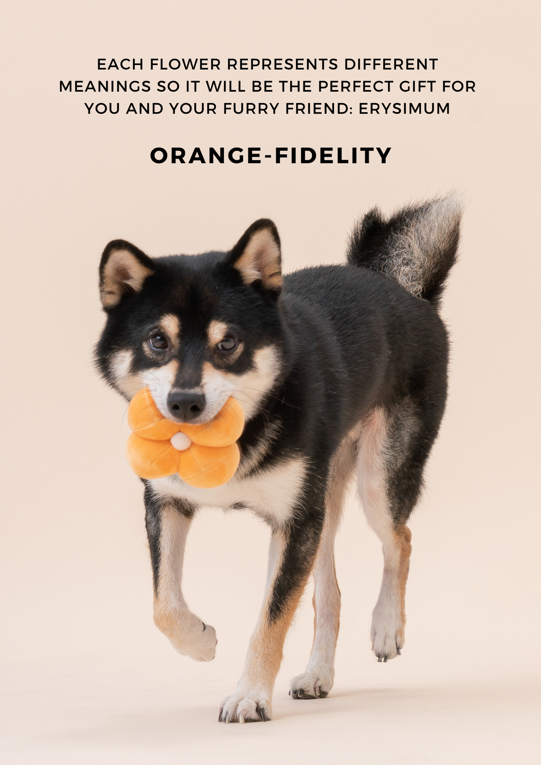 Paradise Pet Toy - Erysimum