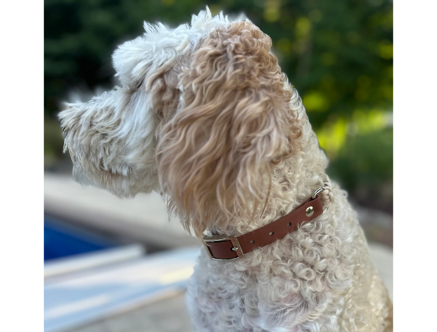 Fishtail Hand Braided Dog Collar in Tan & Cream