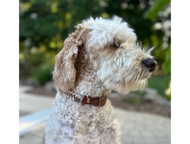 Fishtail Hand Braided Dog Collar in Tan & Cream