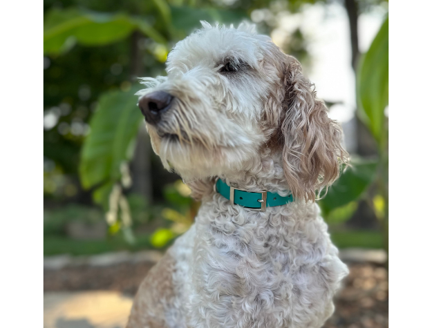 Fishtail Hand Braided Dog Collar in Teal & Cream