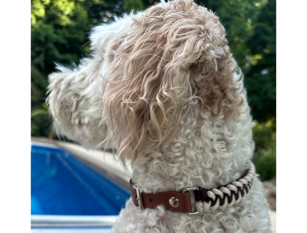 Fishtail Hand Braided Dog Collar in Burgundy & Cream
