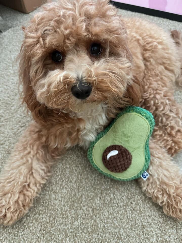 AVOCADO PLUSH DOG TOY