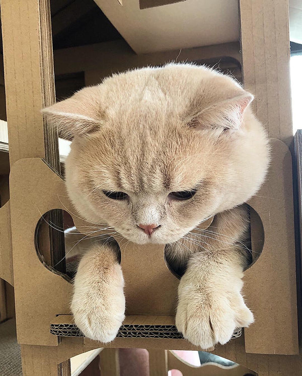 Feline Chateau Eco Multi-Level Cat House